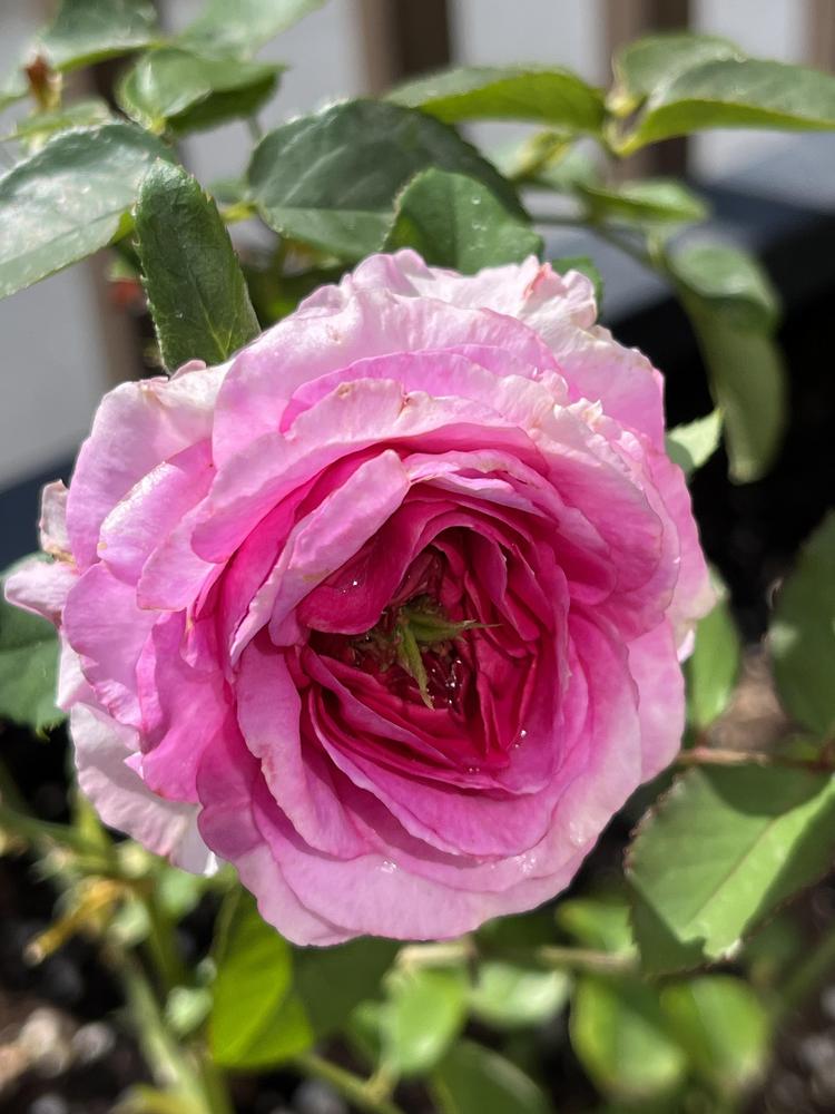 Raspberry Cane Roses Rose (Rosa 'Raspberry Cupcake') in the Roses Database - Garden.org