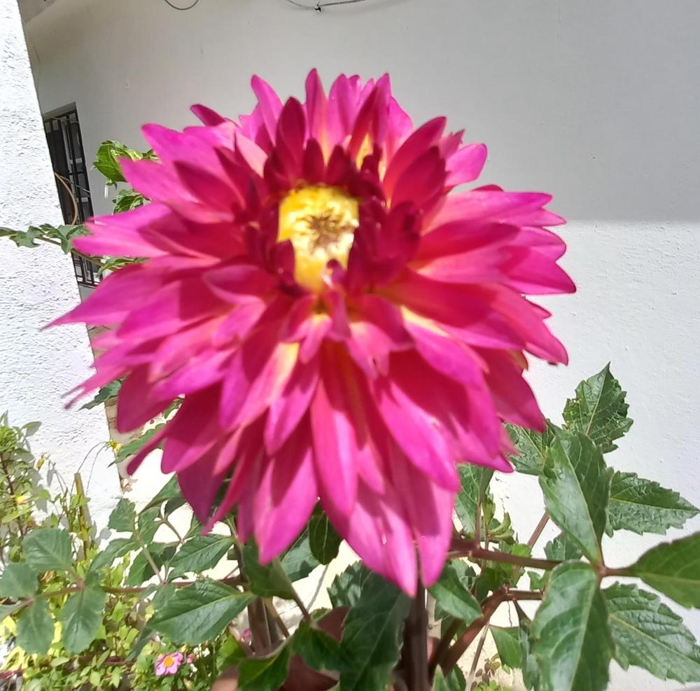 Growing Dahlias in hot humid climate? in the Dahlias forum