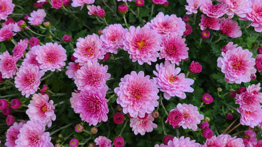 Garden Mum (Chrysanthemum 'Staviski Pink')