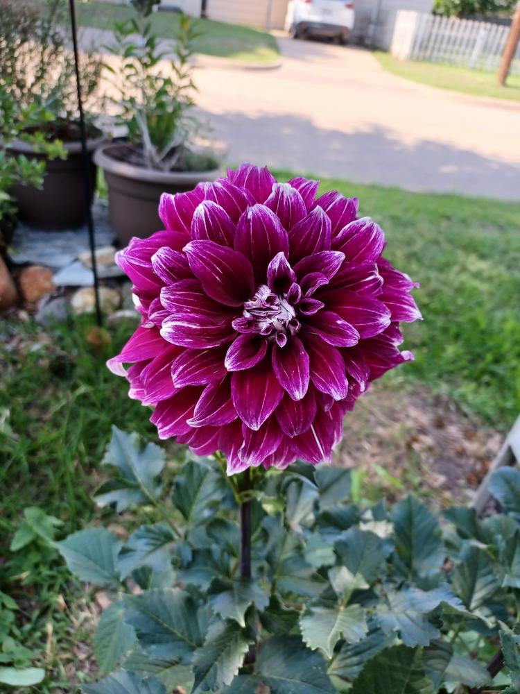 Growing Dahlias in hot humid climate? in the Dahlias forum