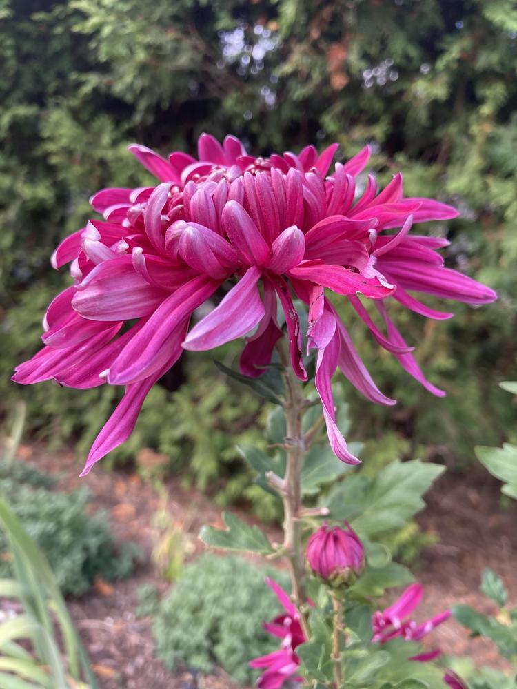 Photo of the bloom of Chrysanthemum 'Grape Queen' posted by sucrose