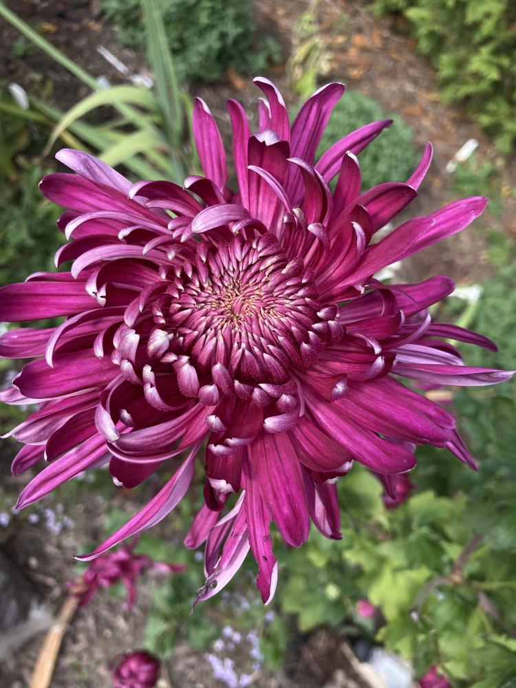 Chrysanthemum 'Grape Queen'