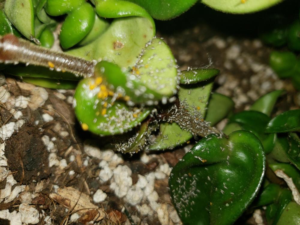 Orange Fungus on a rope hoya plant in the Ask a Question forum