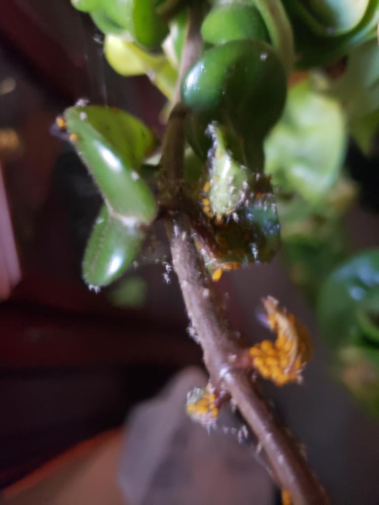 Orange Fungus on a rope hoya plant in the Ask a Question forum