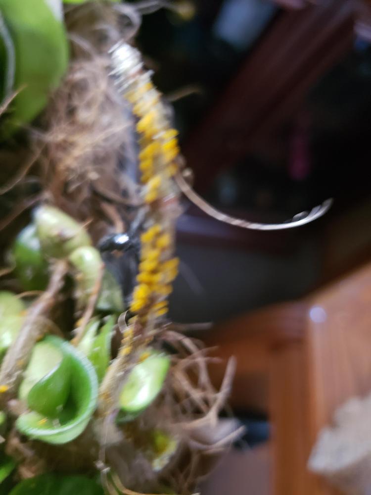 Orange Fungus on a rope hoya plant in the Ask a Question forum