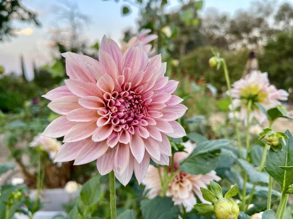 Growing Dahlias in hot humid climate? in the Dahlias forum