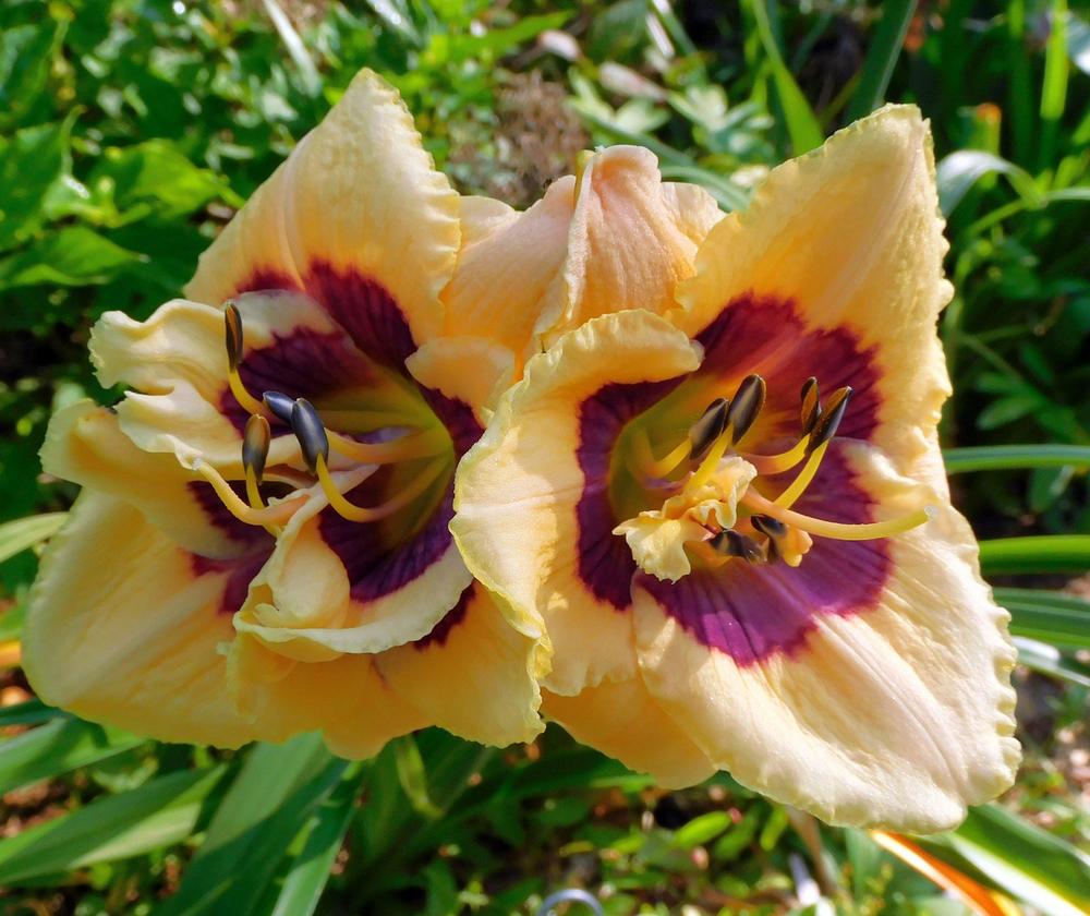 Daylily (Hemerocallis 'Exotic Etching') in the Daylilies Database