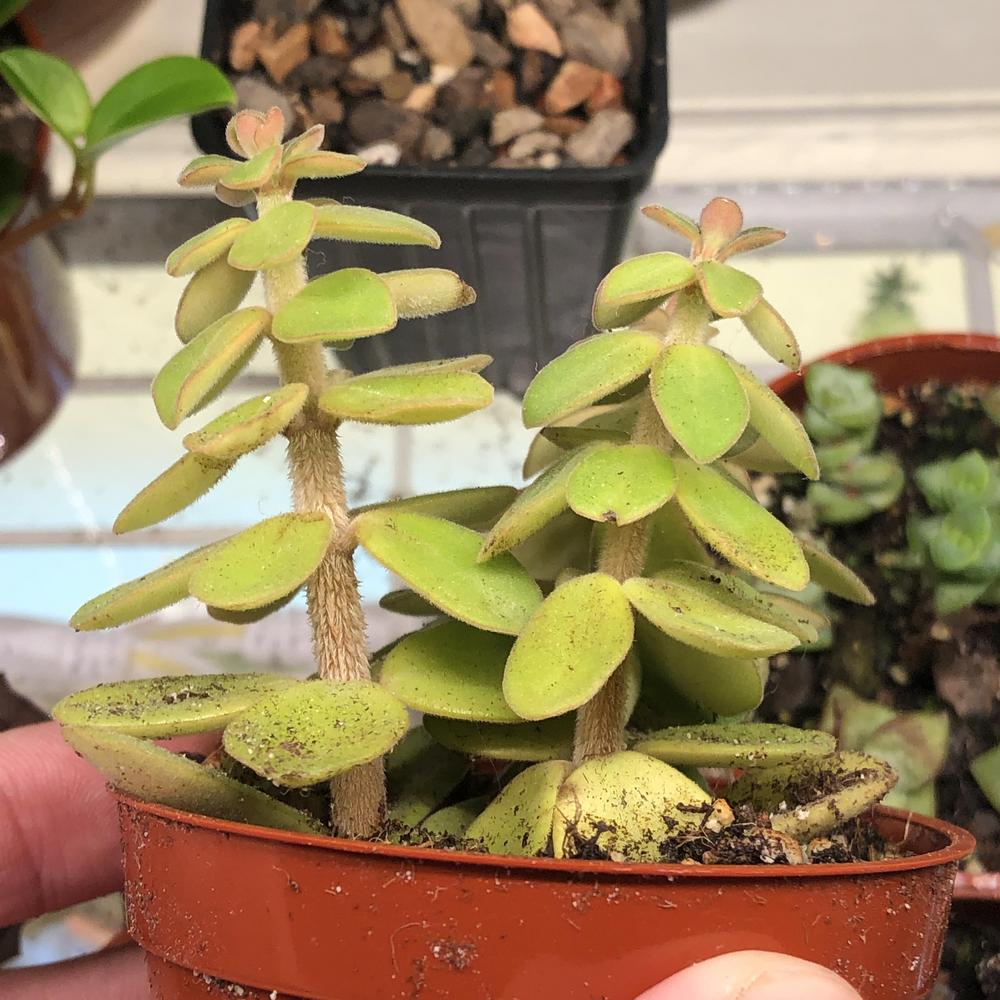 Photo of the entire plant of Peperomia verticillata 'Belly Button