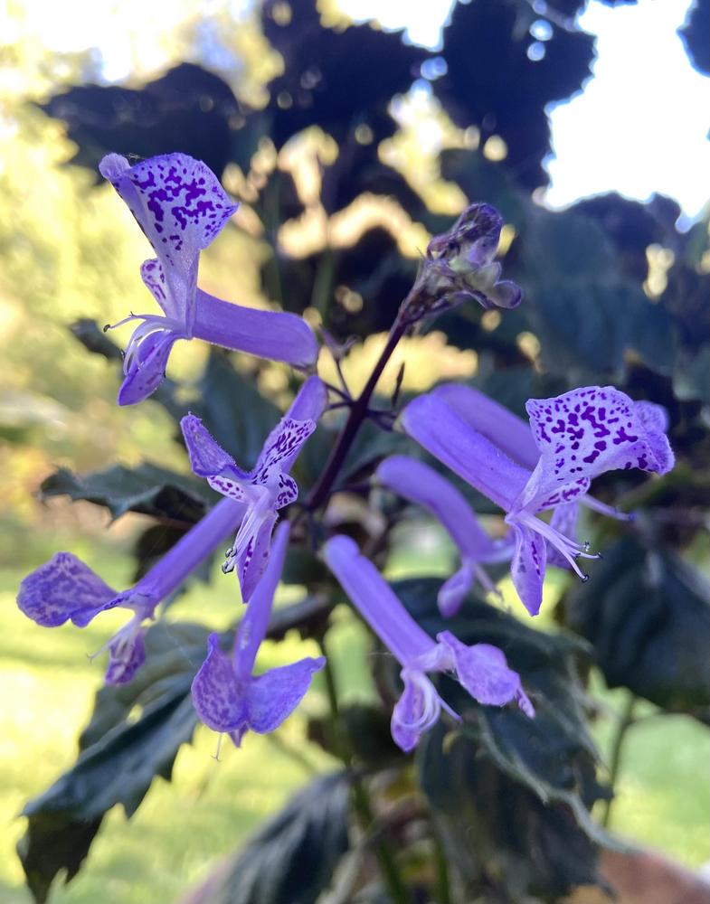 Plectranthus Lion™ Blue - Garden.org