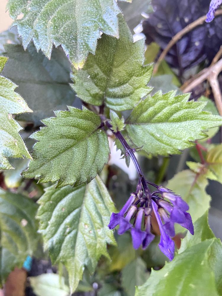 Photo of the leaves of Plectranthus Lion™ Blue posted by Calif_Sue