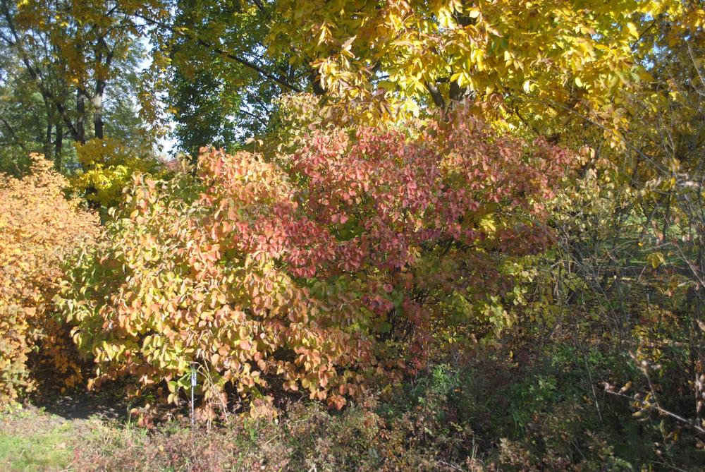 Kentucky Viburnum (Viburnum molle) in the Viburnums Database