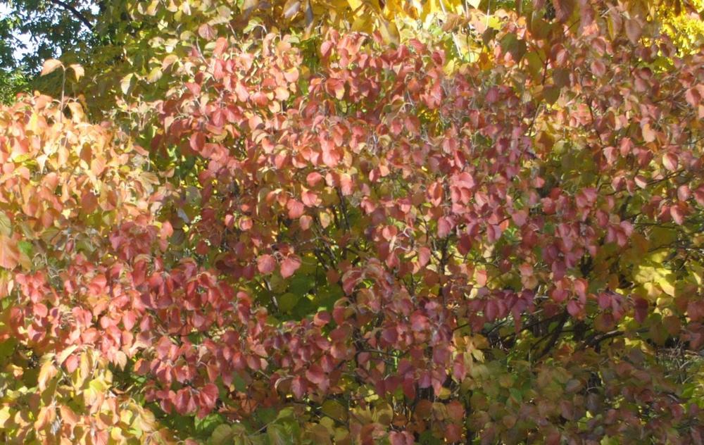 Photo of the fall color of Kentucky Viburnum (Viburnum molle) posted by