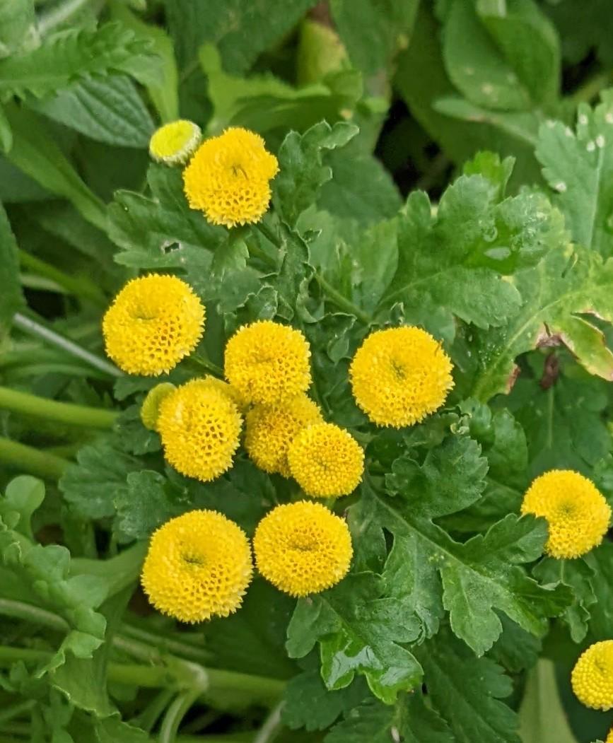 Photo of the bloom of Feverfew (Tanacetum parthenium 'Golden Ball