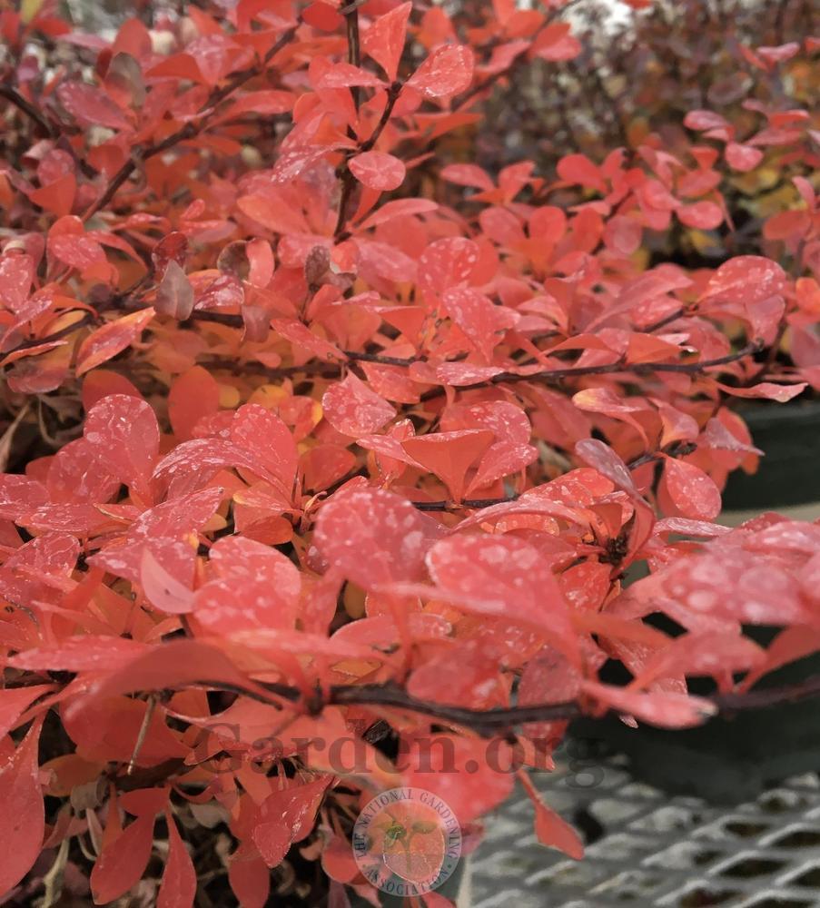 Japanese Barberry (Berberis thunbergii Cherry Bomb®) in the Barberries
