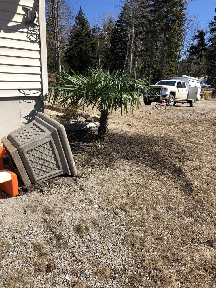 Palm Trees In Maine, Ohio, and NYC in the Ask a Question forum