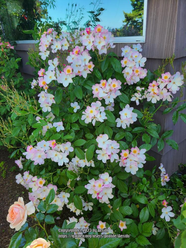 Photo of the entire plant of Rose (Rosa 'Lyda Rose') posted by Aerith ...