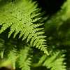 scented lace fern