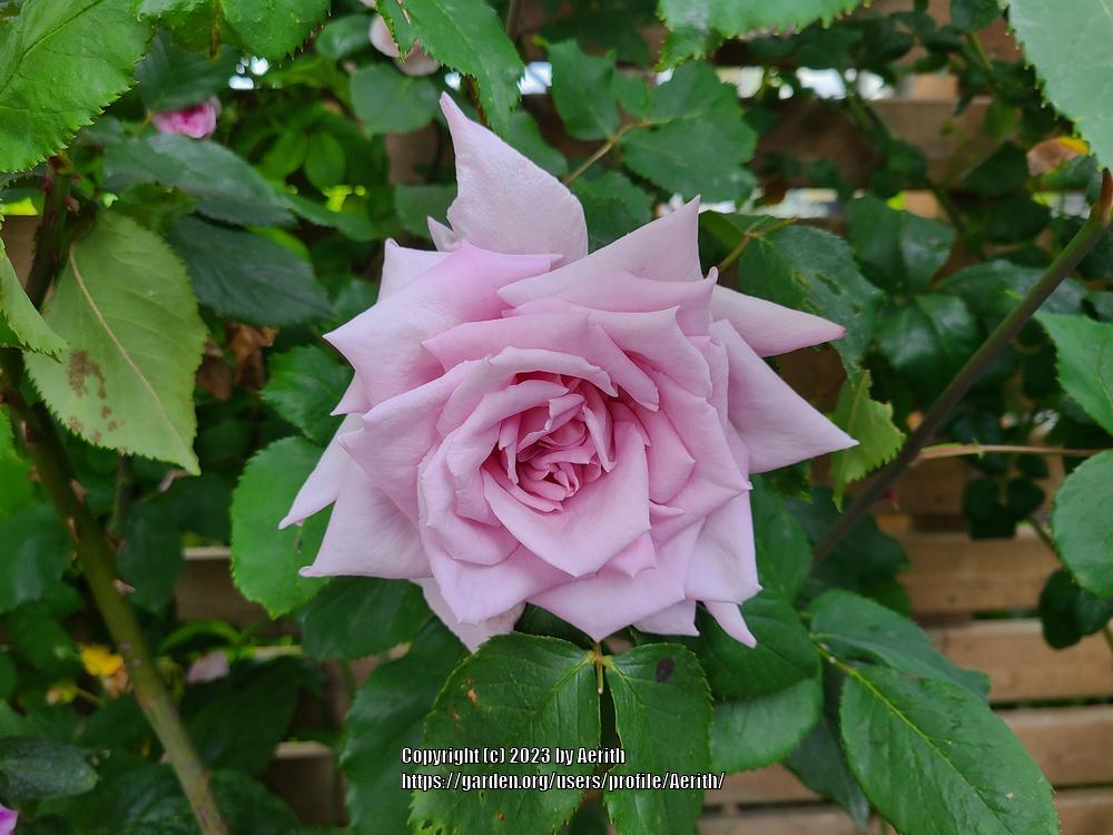 Rose (Rosa 'Lady X') in the Roses Database - Garden.org