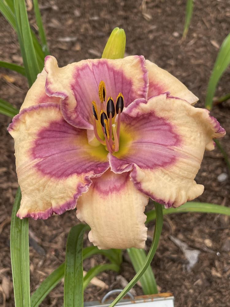 Daylily of the Day The Fantastic Barbara Watts in the Plants of the