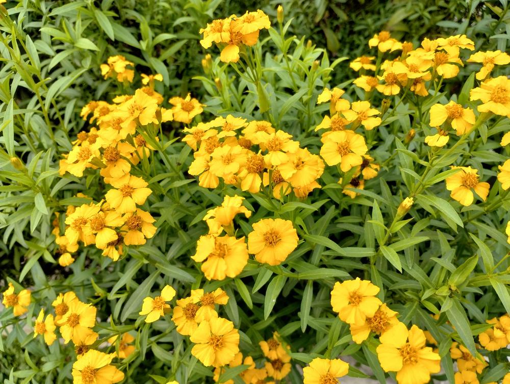 Photo of the bloom of Mexican Mint Marigold (Tagetes lucida) posted by