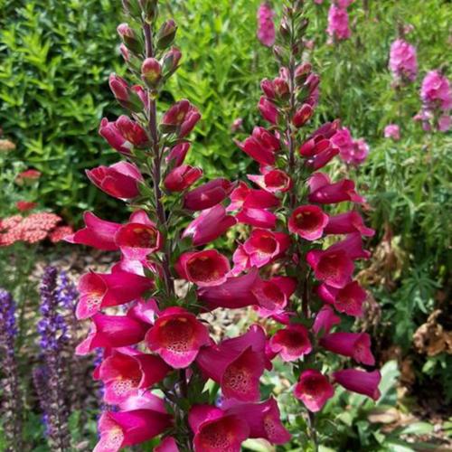 Foxglove (Digitalis Foxlight™ Plum Gold) in the Foxgloves Database