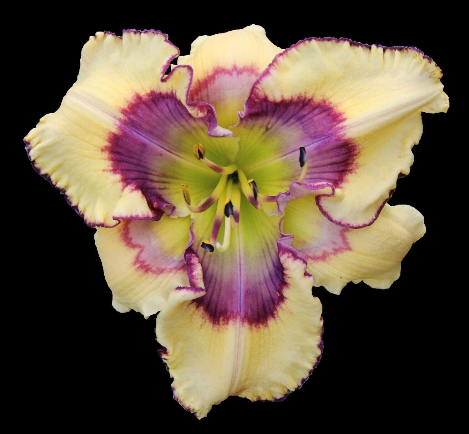 Daylily (Hemerocallis 'God Save the King') in the Daylilies Database