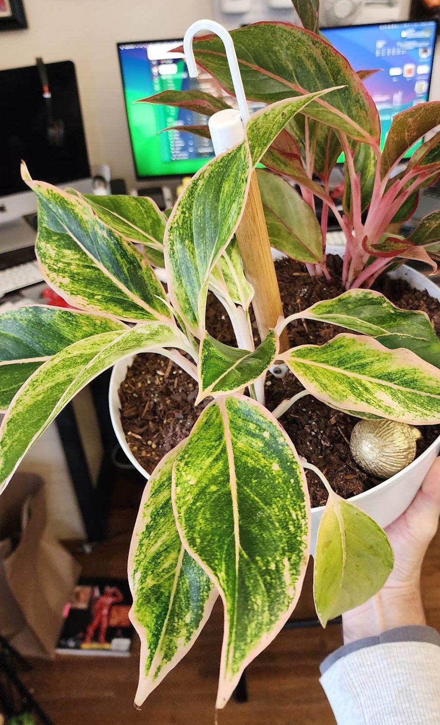 Chinese Evergreen (Aglaonema 'Golden Papaya') in the Aglaonemas