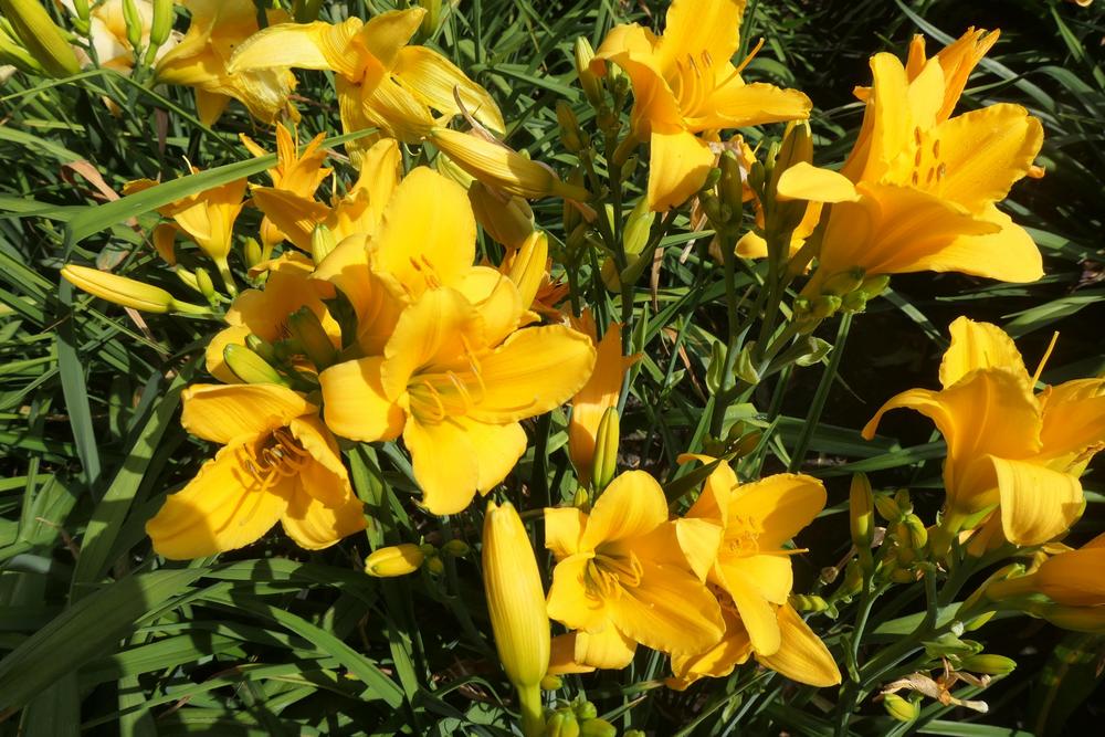 Photo of the bloom of Daylily (Hemerocallis 'Lyttleton') posted by