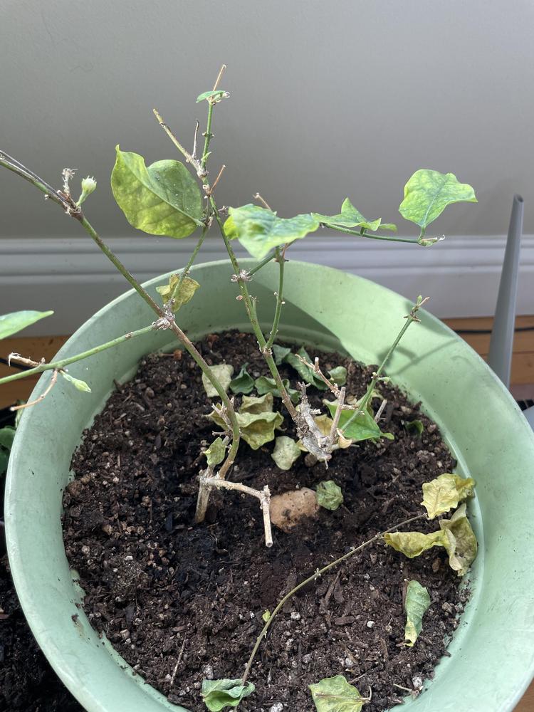 Jasmine and other tropical plants drying up after moving to Seattle. in