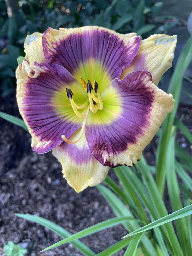 Zoia's Daily Daylilies…2023 edition in the Daylilies forum