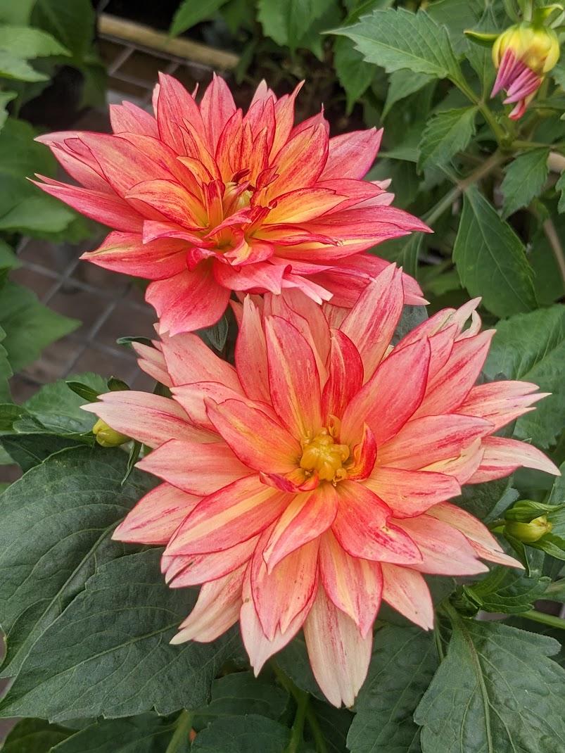 Photo of the entire plant of Dahlia 'XXL Tabasco' posted by Joy