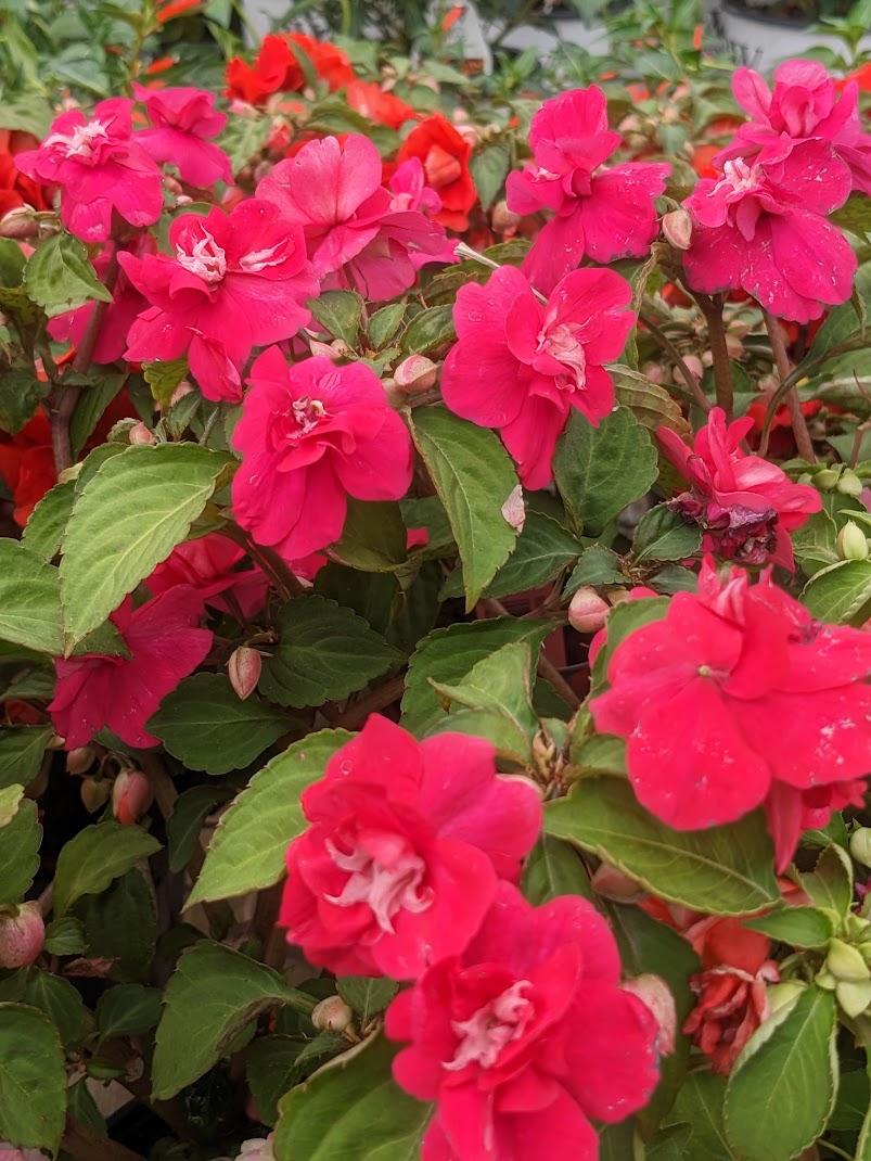 Semi Fiore Sperli Impatiens Walleriana 'Faro' Flessibile Lieschen 85343