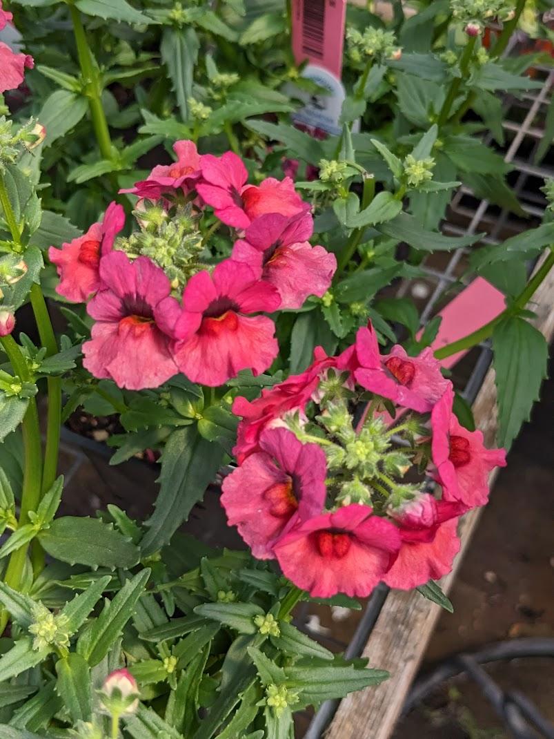 Photo of the bloom of Nemesia fruticans Nesia™ Magenta posted by Joy