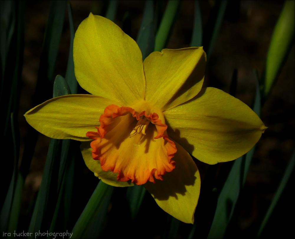 Photo of the bloom of Large Cupped Daffodil (Narcissus 'Border Legend