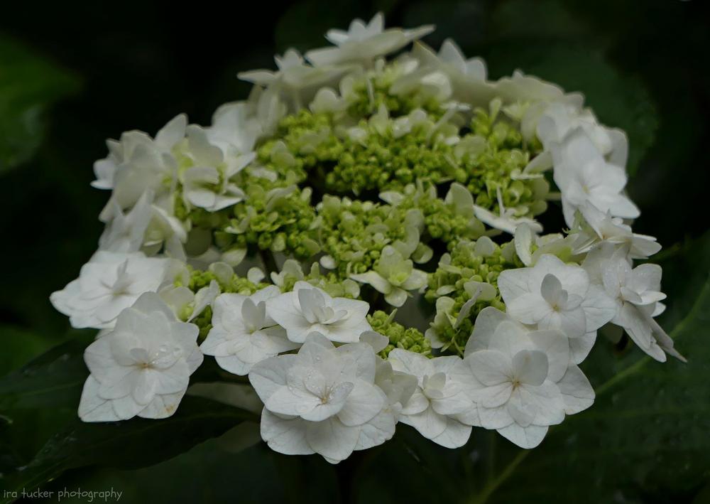 Photo of the bloom of Lacecap Hydrangea (Hydrangea macrophylla Double