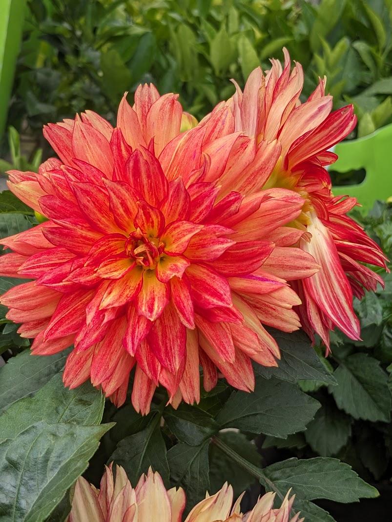 Photo of the bloom of Dahlia 'XXL Tabasco' posted by Joy