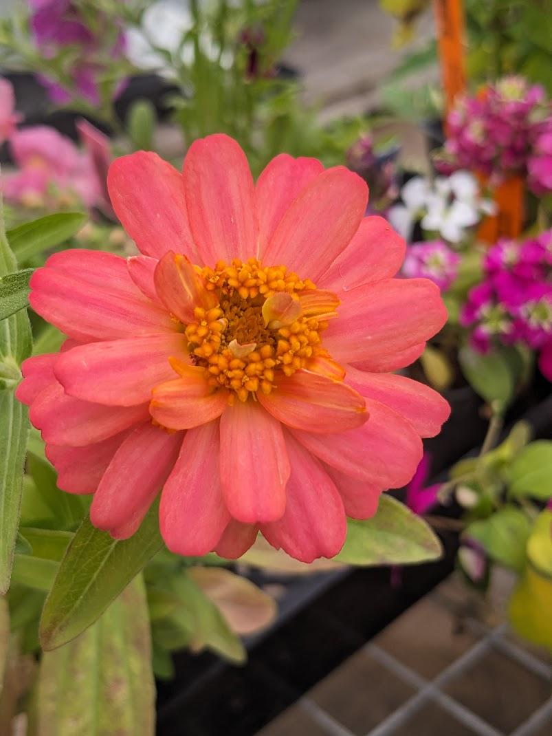 Zinnia 'Profusion Double Deep Salmon'