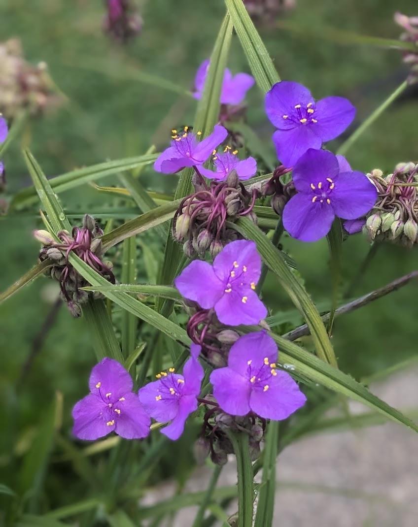 Spiderwort (Tradescantia 'Concord Grape') in the Tradescantias Database