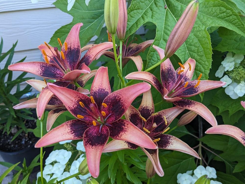 Lily (Lilium 'Whistler') in the Lilies Database