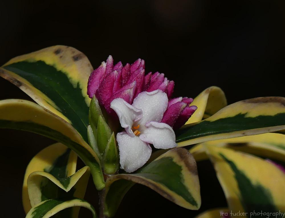 Photo of the bloom of Winter Daphne (Daphne odora &lsquo;Mae-jima&rsquo;) posted by