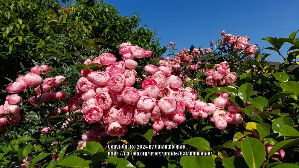 Photo of the bloom of Rose (Rosa 'Raubritter') posted by Galanthophile ...