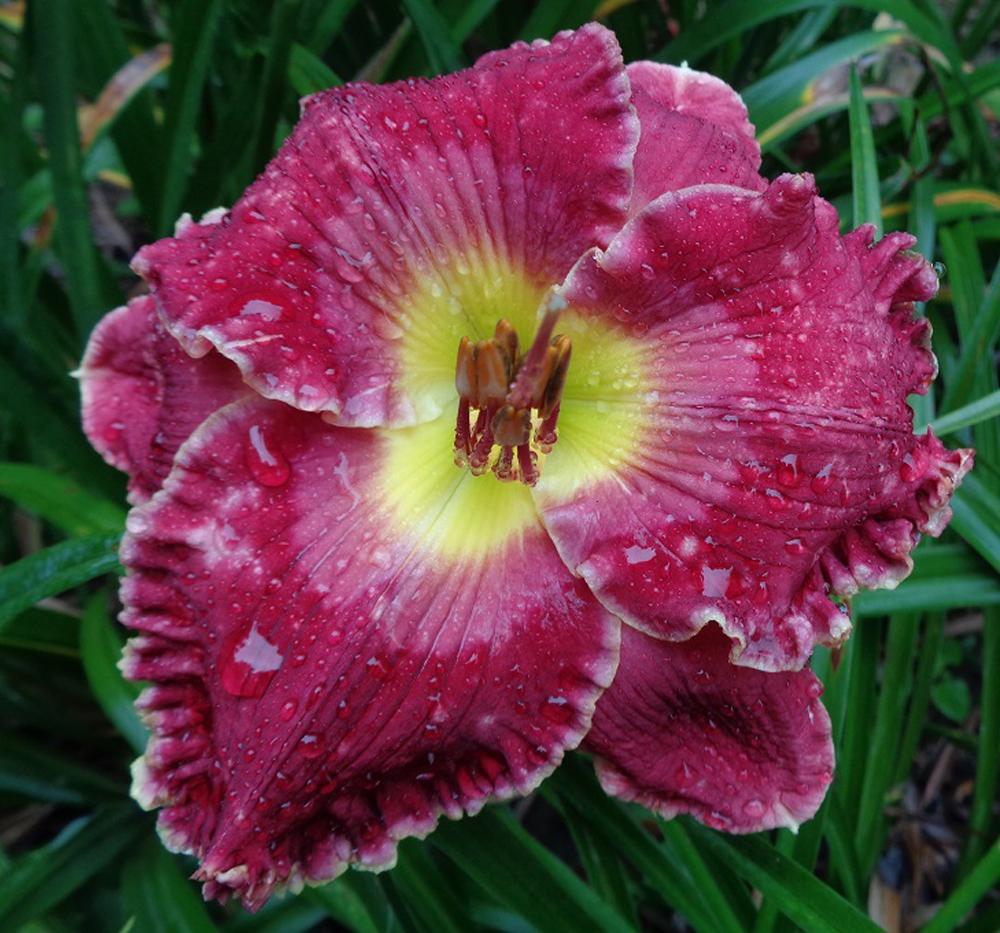 Daylily (Hemerocallis 'Small World Candy Kisses') in the Daylilies ...