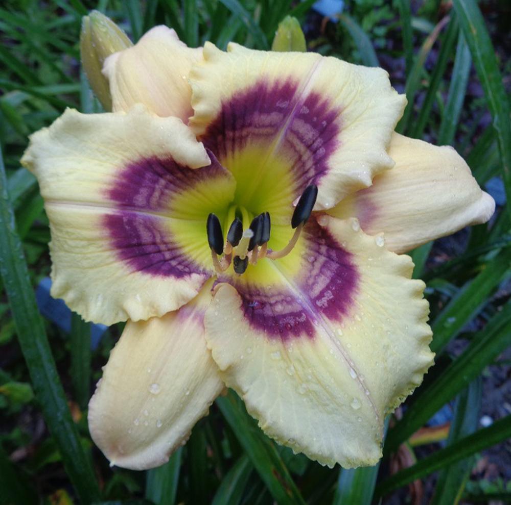Photo of the bloom of Daylily (Hemerocallis 'Small World Ripples on ...