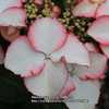 Hydrangea Hovaria Love You Kiss