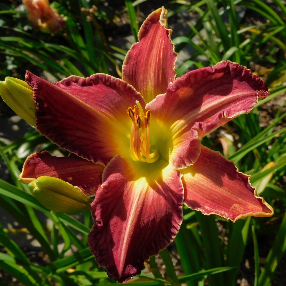 How to judge 'season' of bloom in daylilies? in the Daylilies forum
