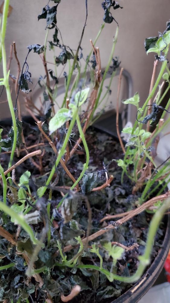 Lantana how to overwinter my Lantana indoors in the Ask a Question