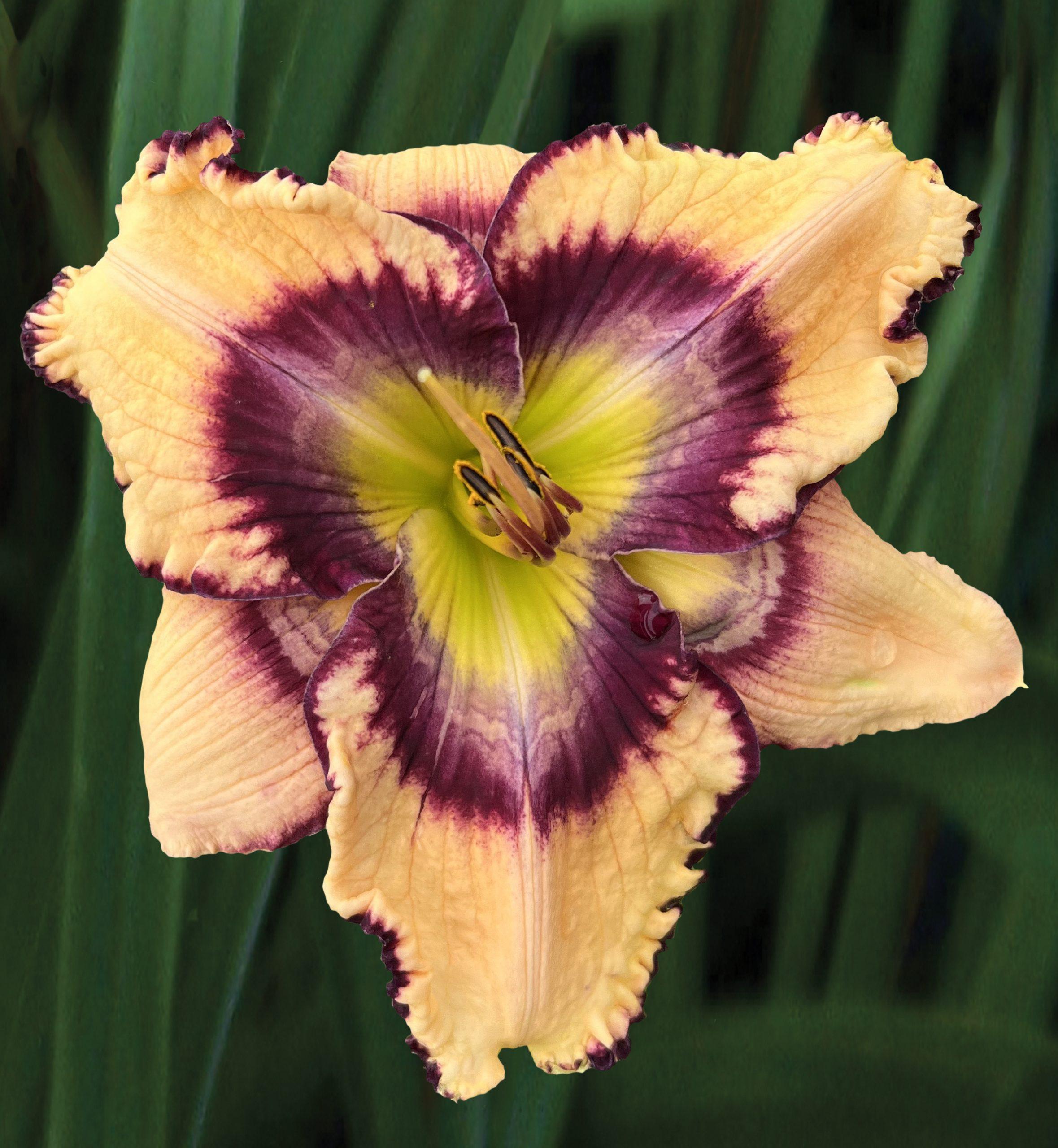 Daylily (Hemerocallis 'Worship the King') in the Daylilies Database
