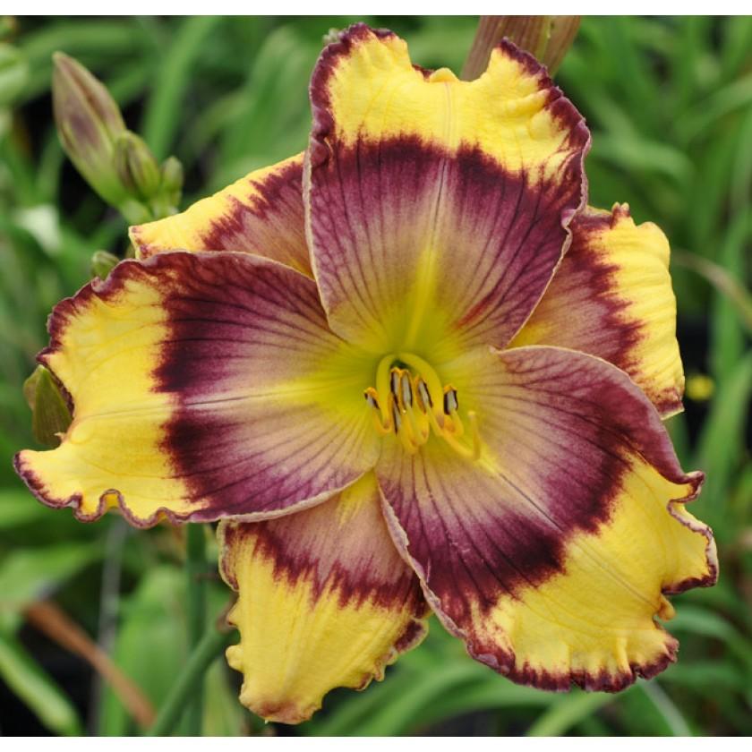Daylily (Hemerocallis &lsquo;Time Lapse&rsquo;) in the Daylilies Database - Garden.org