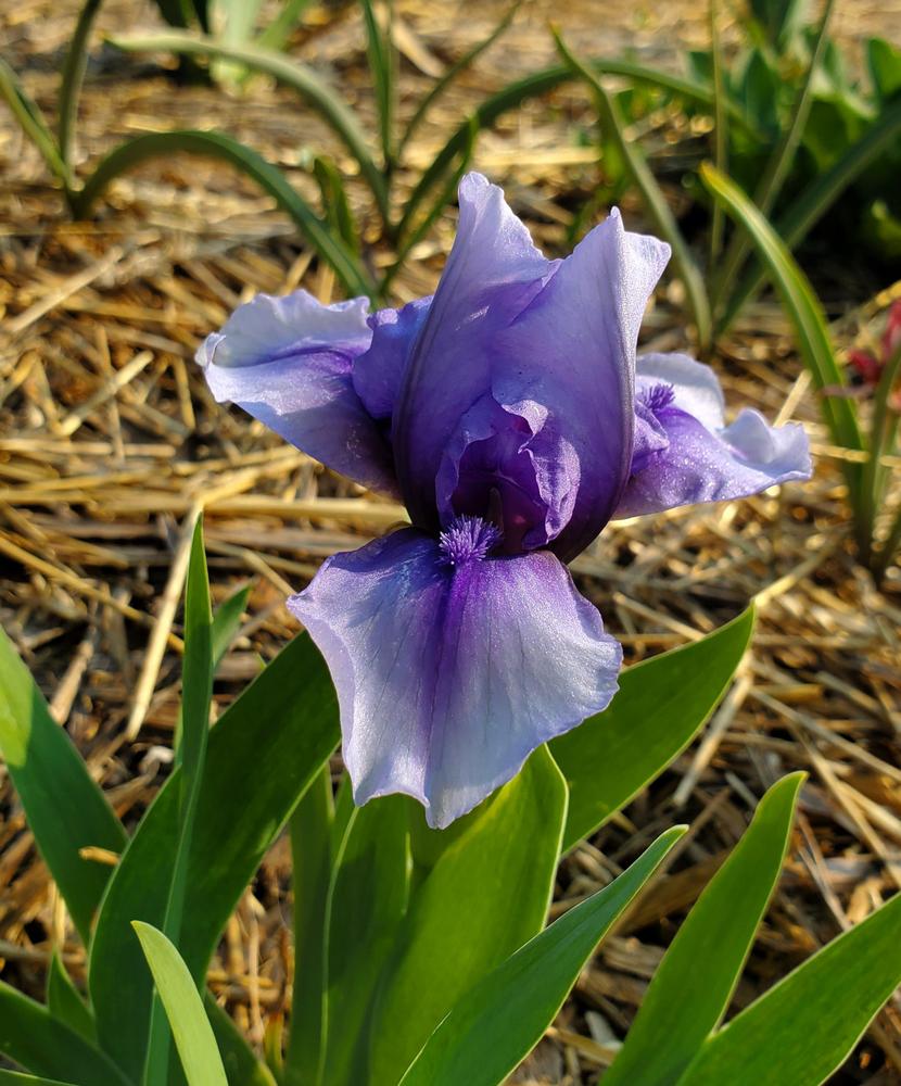 Miniature Dwarf Bearded Iris (Iris 'Forever Violet') in the Irises ...