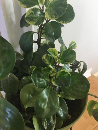 Identify Plants in the Plant ID forum - Garden.org